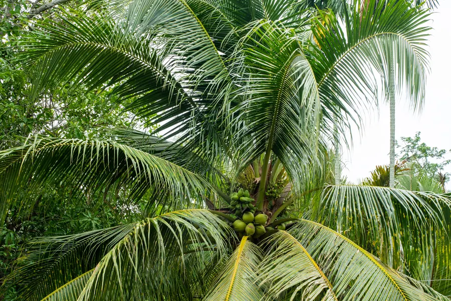 Coconut palms growing at Mango Home